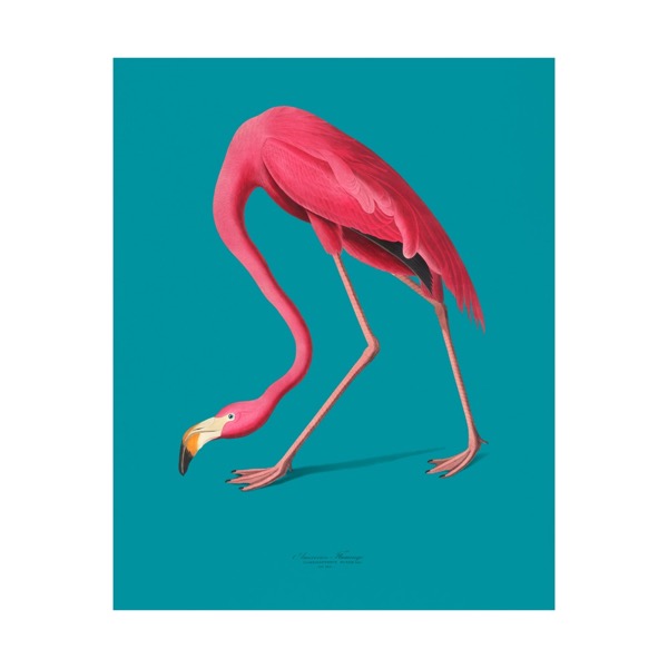 Teal Flamingo