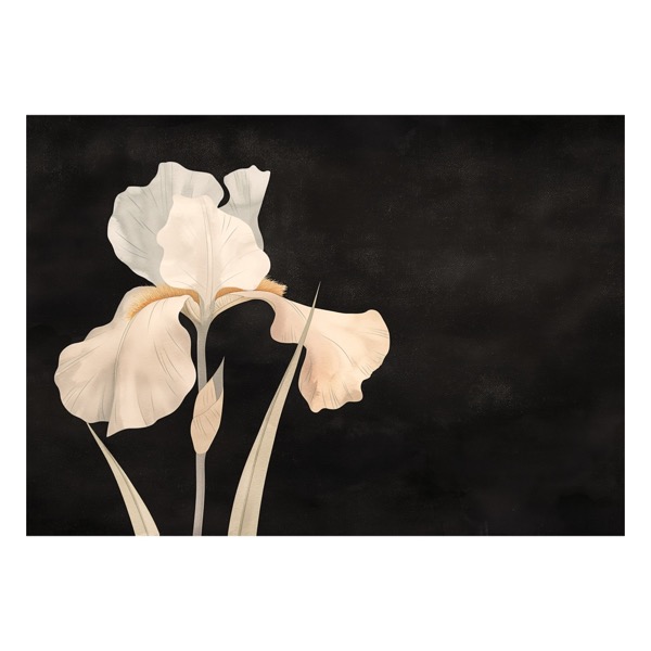Cream Iris