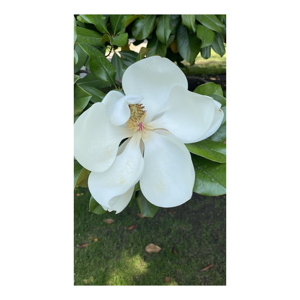 Magnolia Close Bloom