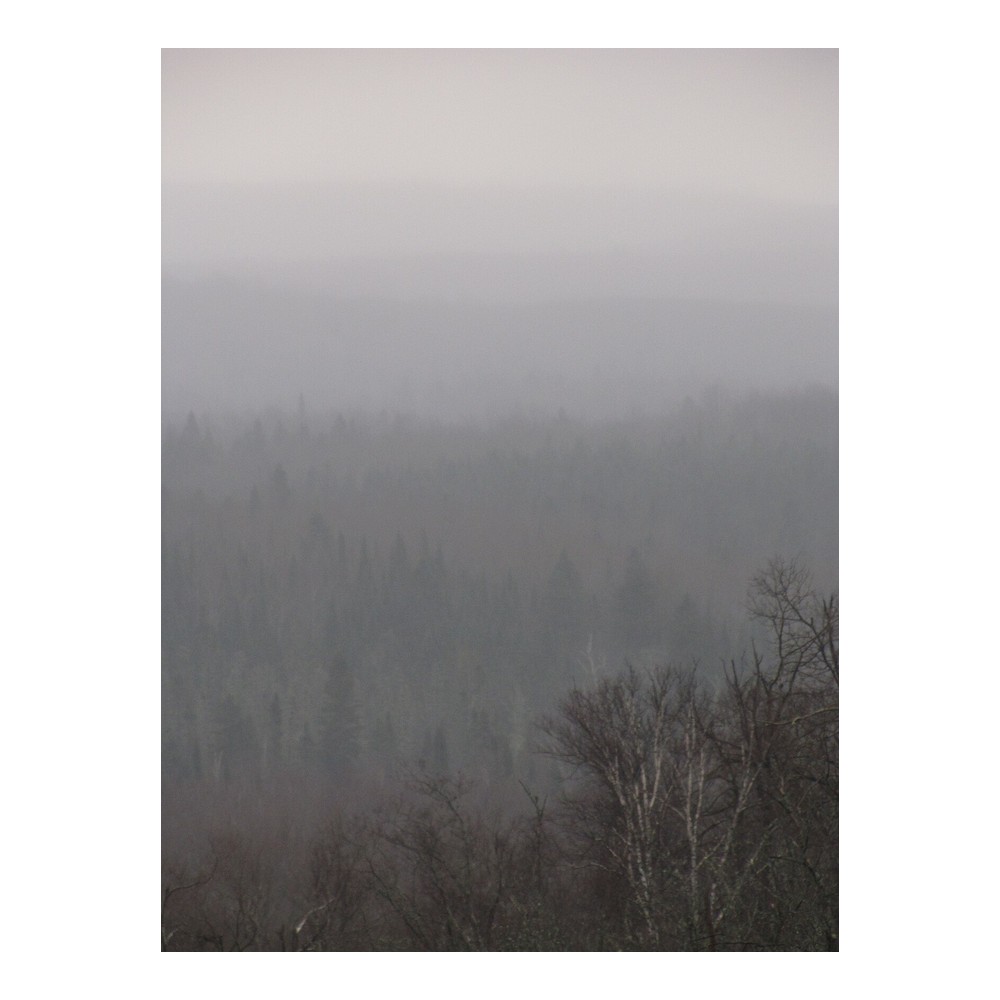 Misty Autumn Forest