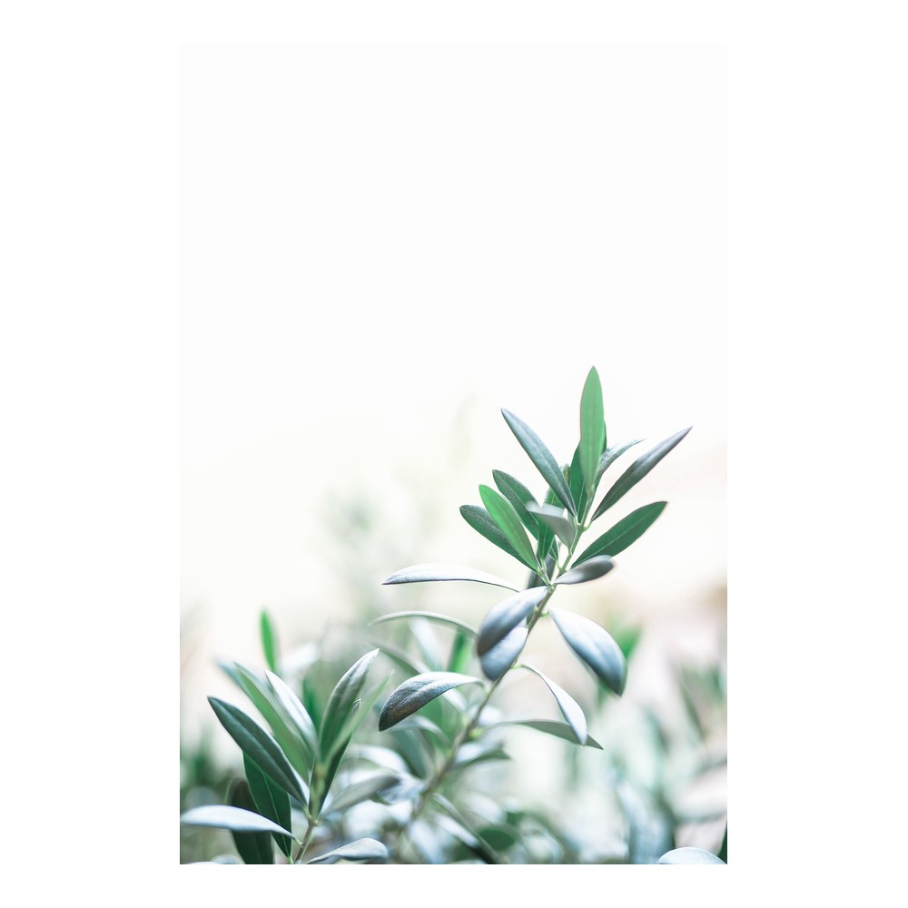 Olive Leaves