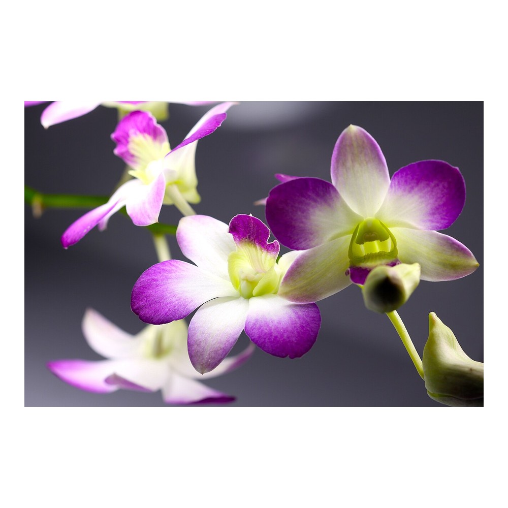Purple Orchid