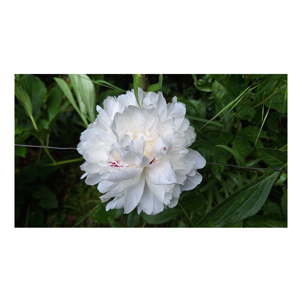White Peony